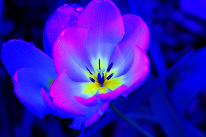 Abstract Photograph by Peter Reiss
