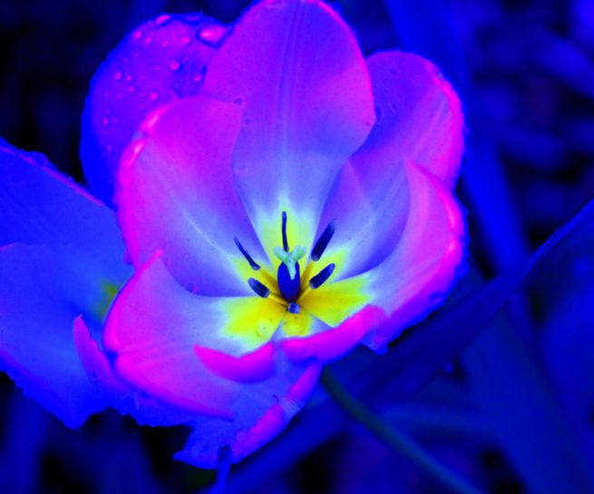 Abstract Photograph by Peter Reiss